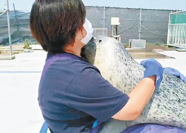 北海道海豹愛抱抱  冧爆網民