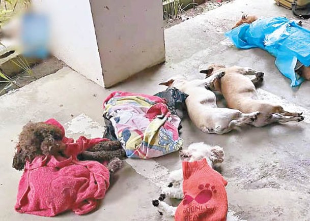 貴州10寵物狗  遭投毒慘死