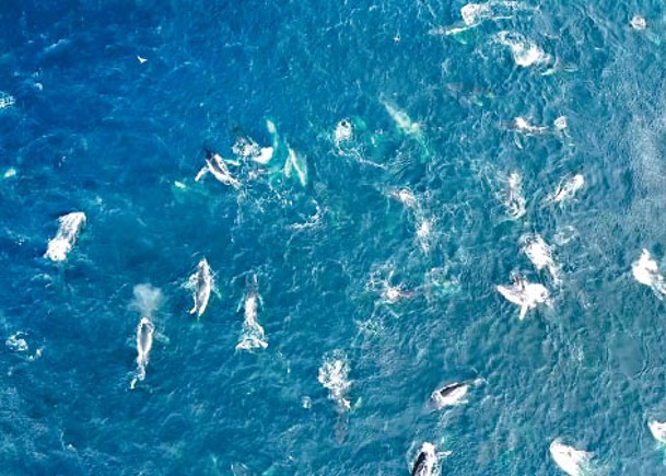 大量座頭鯨同一時間現身於澳洲貝瑪圭海面。