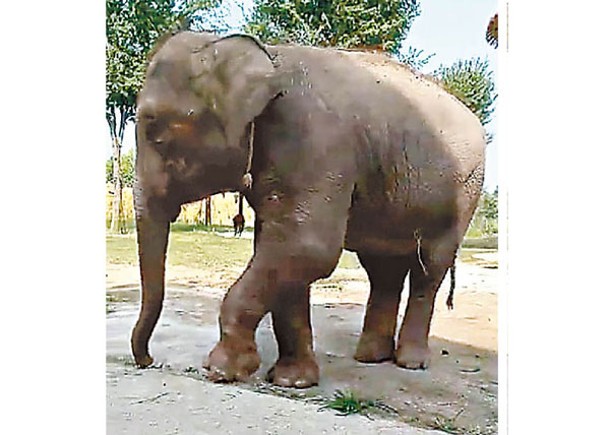 鐵鏈拴象頸  動物園被指虐畜