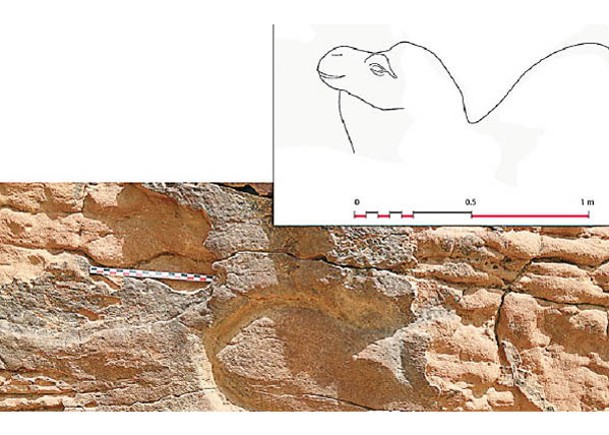 沙特駱駝石壁浮雕  或7000年前製成