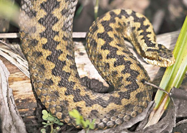蛇類蹤迹遍布全球多洲。（Getty Images圖片）