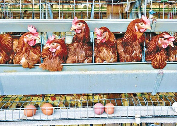 廣西出現兩宗Ｈ５Ｎ６禽流感病例。