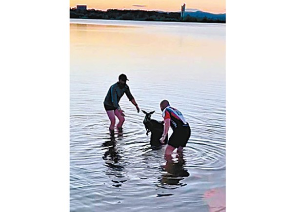 袋鼠誤跳湖中  兩澳洲漢落水營救