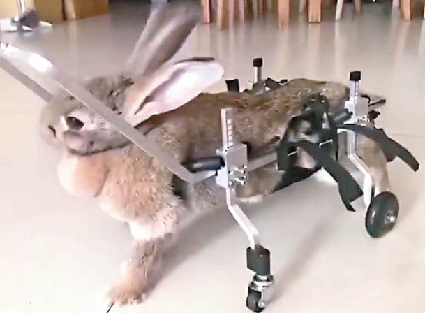 寵物輪椅亦適合兔子使用。