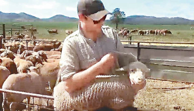 屈施納決定收編5腿小綿羊。