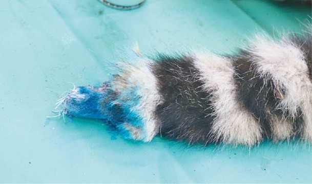 雌虎尾巴因凍傷壞死的部分遭到切除。