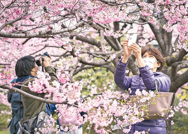 全國櫻花將會比往年提早開花。（Getty Images圖片）