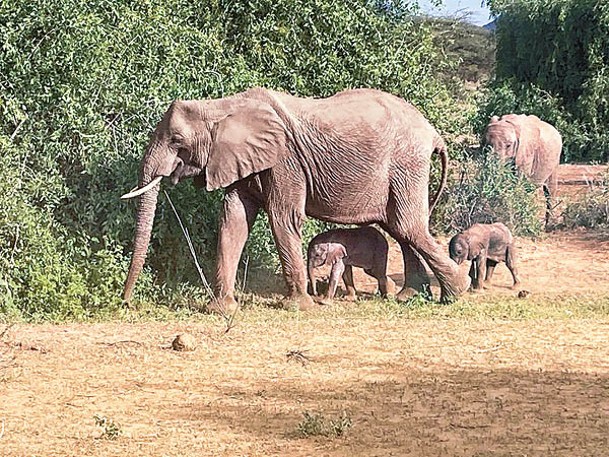 小象跟隨父母活動。