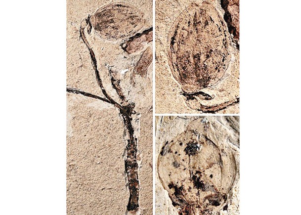 花蕾化石揭侏羅紀有被子植物