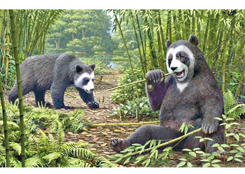 始熊貓生態復原圖顯示熊貓的偽拇指抓握功能及步行姿態。