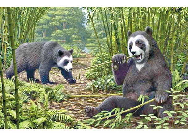 古代熊貓偽拇指  兼具抓竹承重