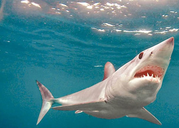埃及鯊魚罕襲景點  68歲婦命喪紅海