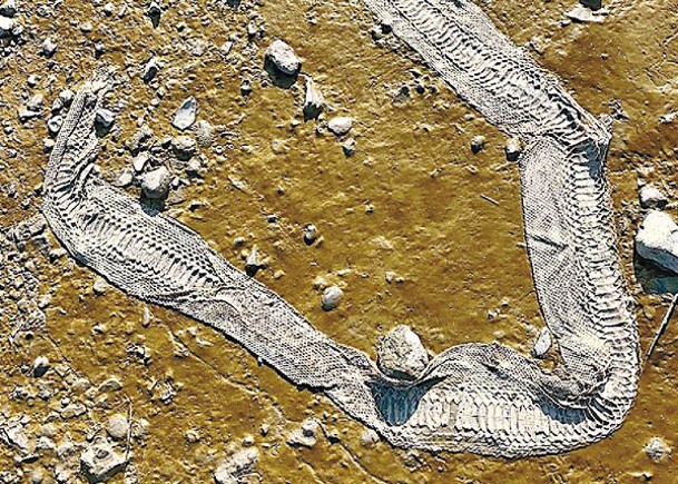 超長蛇皮出現在泰晤士河河畔。