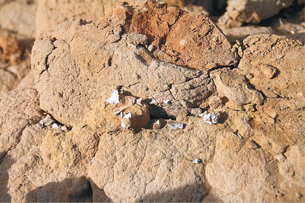 化石在阿根廷南部一座水壩附近出土。