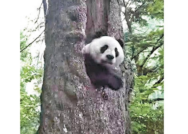 大熊貓模樣呆萌，惹人喜愛。