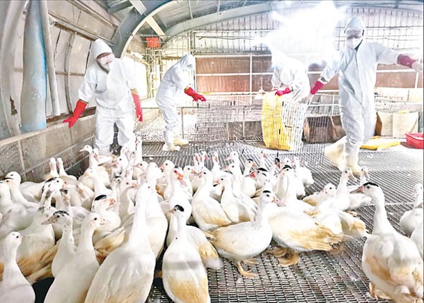 宜蘭縣爆H5N1禽流感。