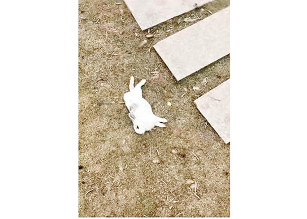 遊客偷餵 動物園大量兔子暴斃