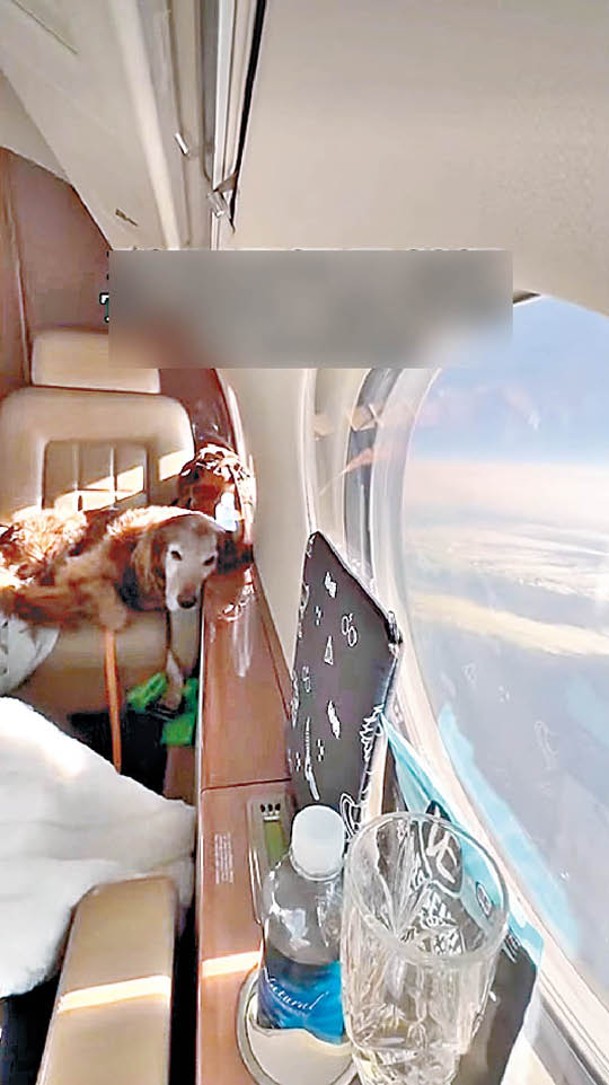 兩人包機讓愛犬能隨同旅遊。