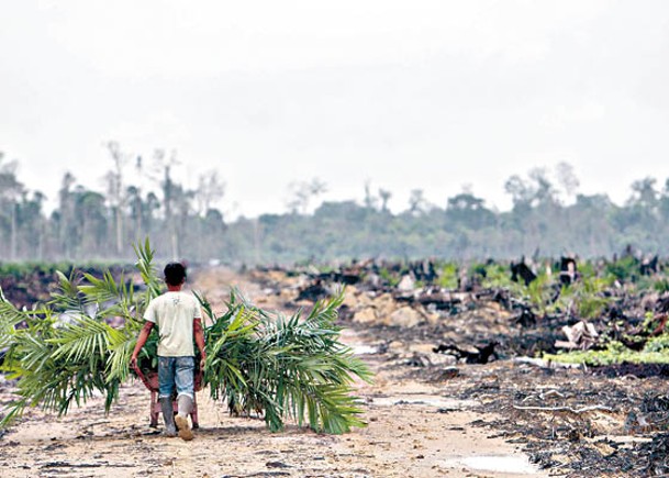 印尼暫停簽發棕櫚油出口准證。（Getty Images圖片）