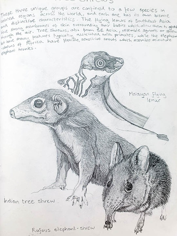 書中繪有各種動物圖畫。