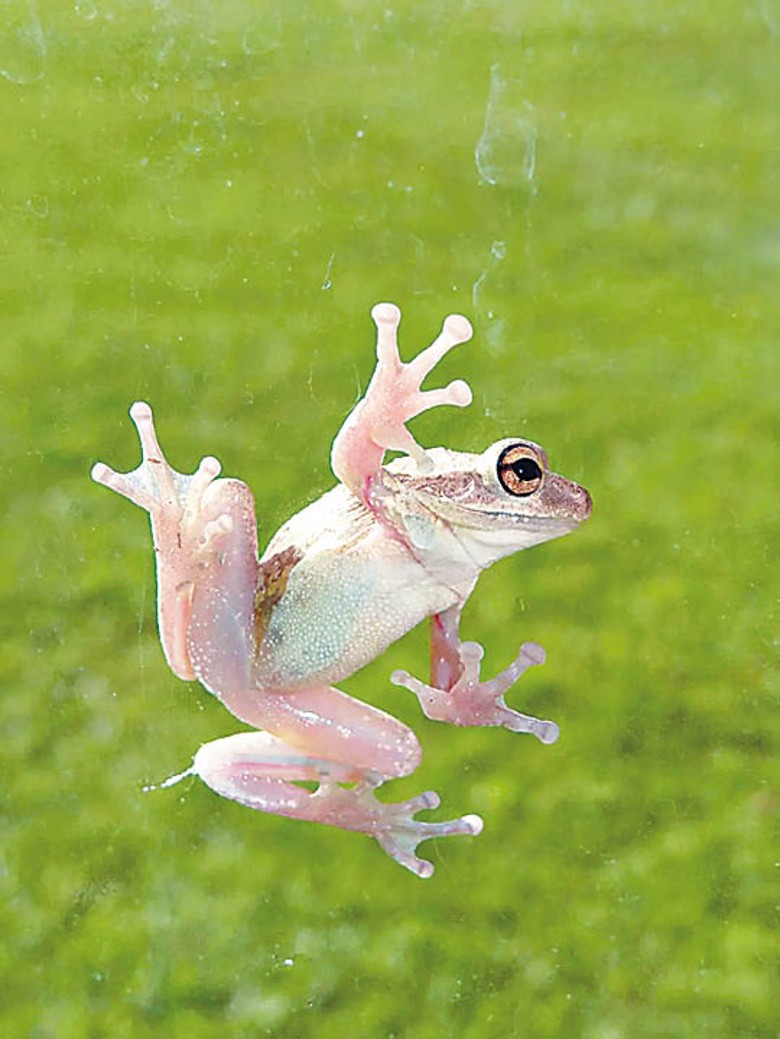 古巴樹蛙常見於佛羅里達州。