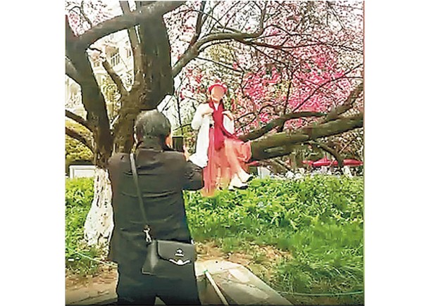 院校桃花文化節 遊客攀樹折枝