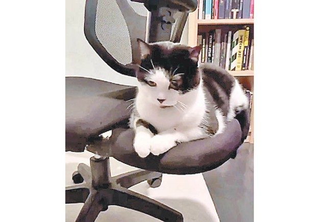 潮流創意：辦公椅側墊 小貓陪享用