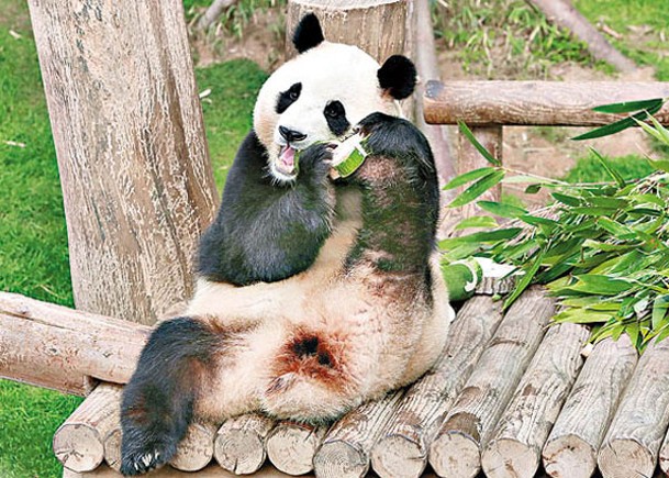 旅韓雌性大熊貓福寶下周返華