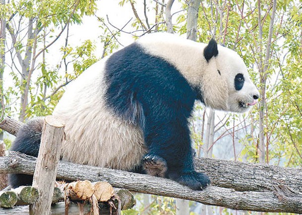 華2大熊貓將赴西班牙旅居10年