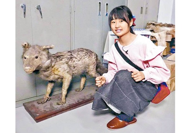 小森日菜子（右）與日本狼標本合影。
