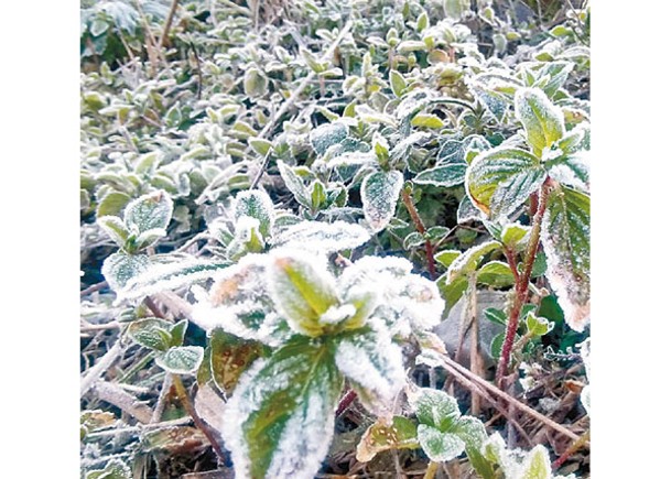 廣東乾冷天氣持續，部分地區植物結霜。