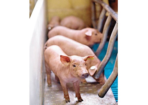 生豬養殖產業下半年或開啟盈利模式。