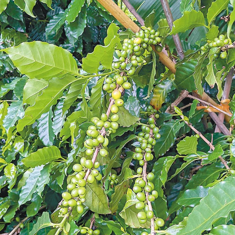 Mike指每年大約9月到翌年1月是採收季，當咖啡樹上果實由青轉紅，便可以採收，去年便採收了40次之多。