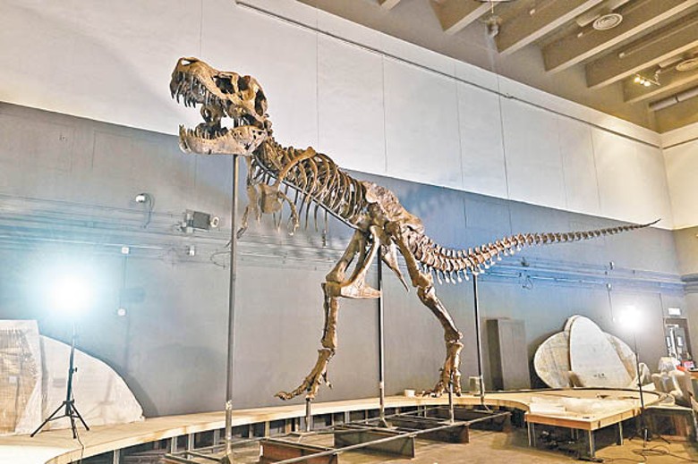「香港賽馬會呈獻系列：八大．尋龍記」，將展出8組來自德國、瑞士和荷蘭博物館及機構的史前生物化石標本，圖為暴龍骨架。