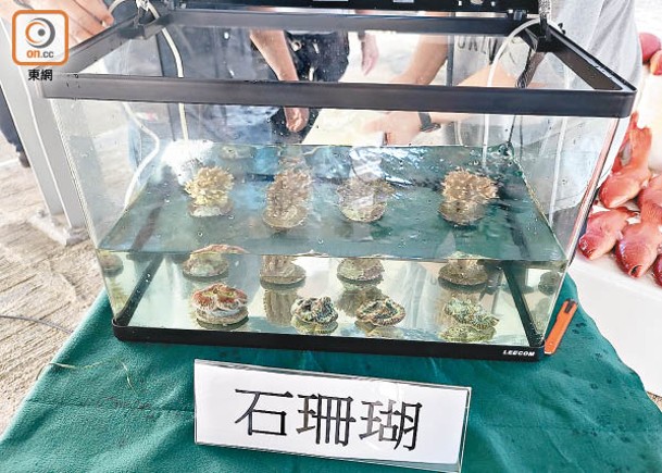 海關截走私漁船  檢石珊瑚龍吐珠