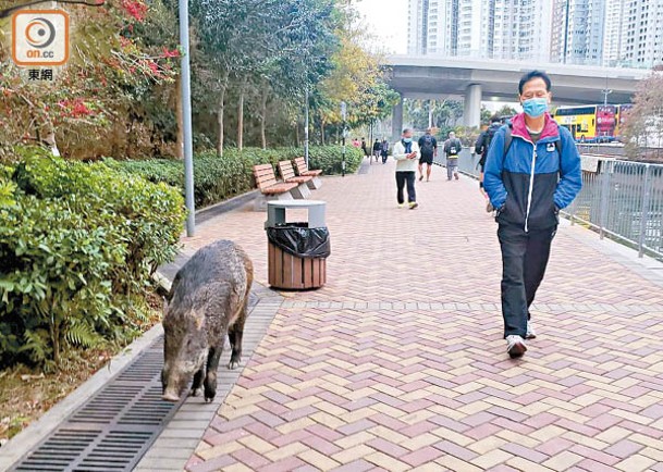 野豬與市民一同在河邊散步。