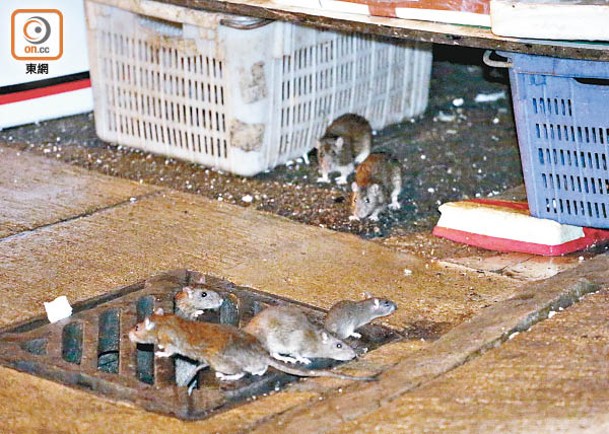 鼠患問題嚴重，對市民造成極大困擾。