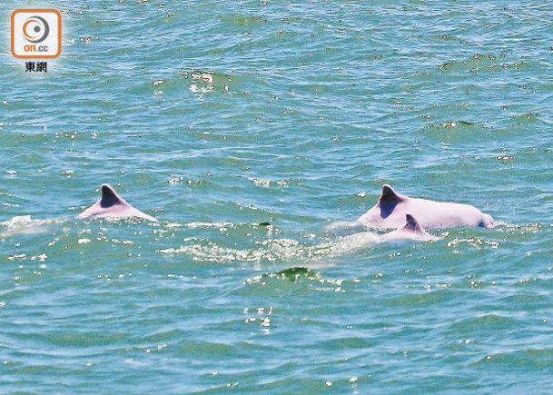 本報記者隨同環保團體視察時，有不少中華白海豚三五成群在水面出沒。
