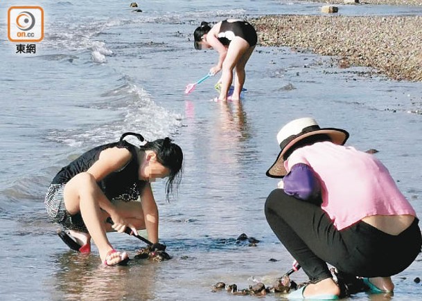 遊客摸蜆活動增  團體促規範保生態