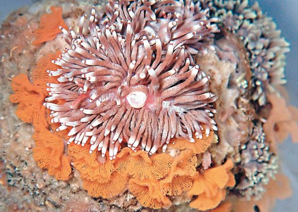 橋咀洲發現食角孔珊瑚背鰓海蛞蝓。