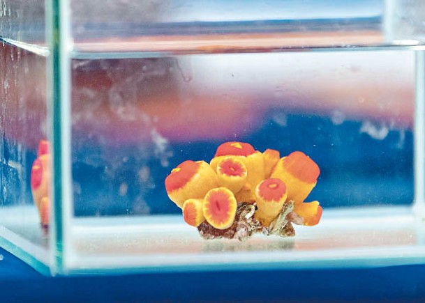 「大杯筒星珊瑚」珊瑚蟲呈鮮艷的橙色。