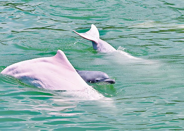 南大嶼海岸公園一帶為海豚其一重要棲息地。（城大海洋動物影像解剖研究組提供）