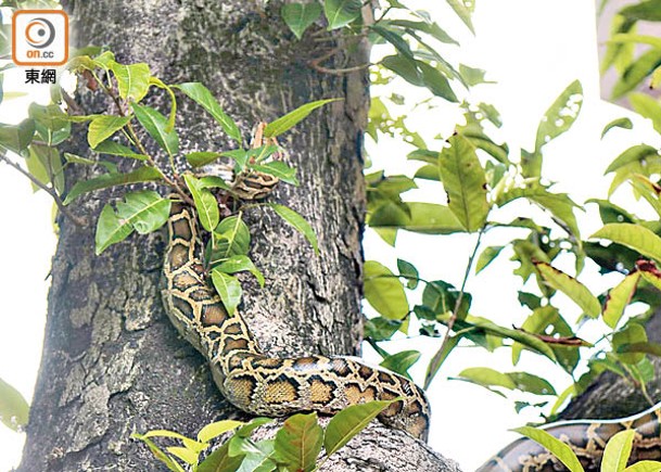 蟒蛇疑在樹上覓食。（張駿勤攝）