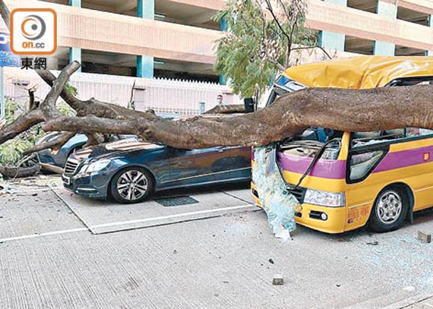 學者：港府種樹用錯方法  恐陸續倒塌
