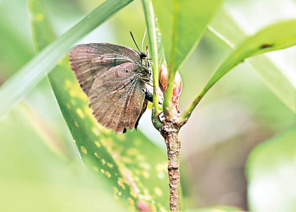 年度普查  錄176種蝴蝶52屬珍稀