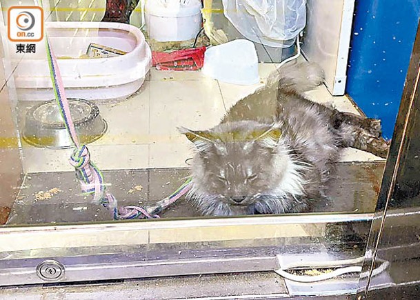 貓店長情況引起市民擔心。