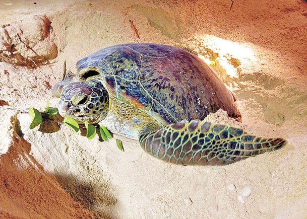 綠海龜是唯一在本港產卵的海龜品種。