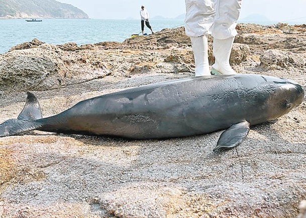 3月9日大嶼山石壁發現年幼江豚屍體。