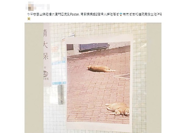 有居民在大堂張貼兩隻貓貓伏屍地面的海報。